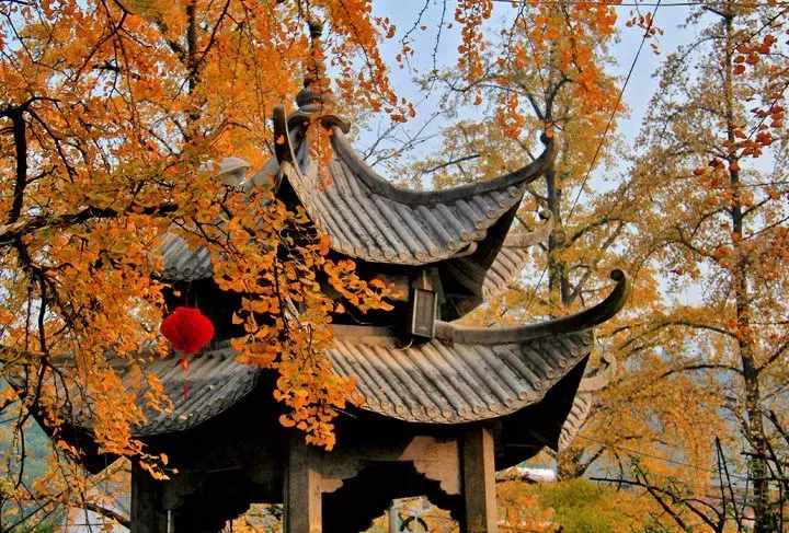 没去过不足以谈秋天，中国15个银杏观赏地，有在你家门口的吗？