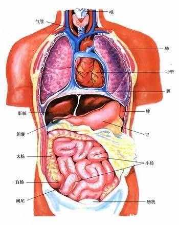 人体 内脏图（人体五脏六腑器官分布图）