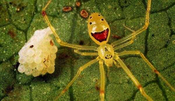 懂得“微笑劝退”又聪明又可爱的笑脸蜘蛛