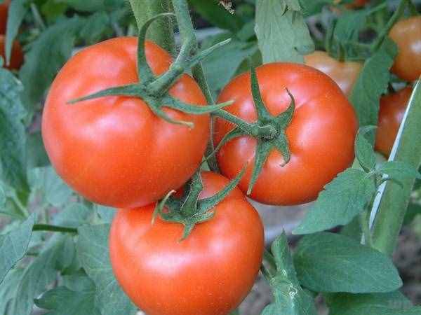西红柿减肥（减肥“神器”大盘点）