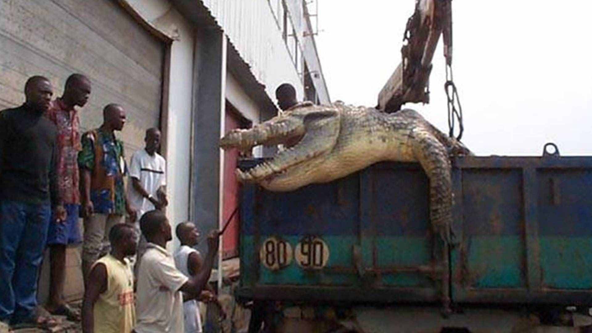 盘点史上最大的10头鳄鱼，洛龙重达1吨，东北虎在它面前不堪一击